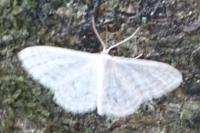Idaea subsericeata