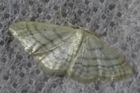 Idaea subsericeata