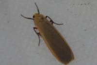 Katha depressa