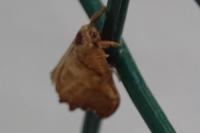 Falcaria lacertinaria