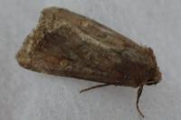 Lacanobia oleracea