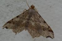 Macaria alternata
