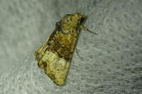 Mesoligia furuncula