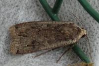 Noctua pronuba