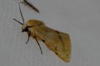 Spilarctia lutea