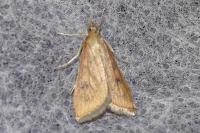 Udea ferrugalis