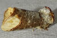 Phalera bucephala