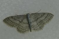 Idaea subsericeata