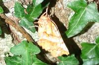Selenia dentaria