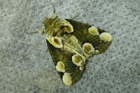 Thyatira batis