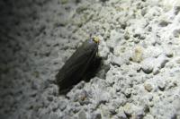 Achroia grisella
