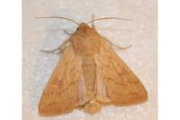 Mythimna vitellina