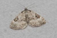 Perizoma blandiata
