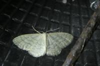 Idaea subsericeata
