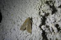 Parapoynx stratiotata