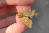 Helicoverpa armigera