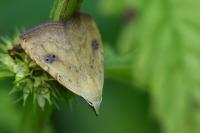 Rivula sericealis