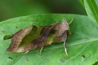 Diachrysia chrysitis