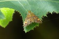 Pyrausta aurata