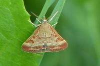 Pyrausta despicata