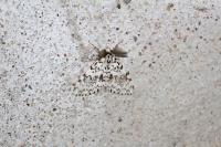 Lymantria monacha