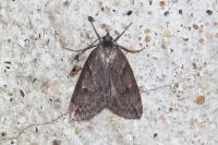 Pachycnemia hippocastanaria hippocastanaria