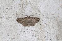 Peribatodes rhomboidaria rhomboidaria