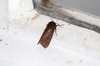 Phragmatobia fuliginosa