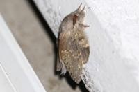 Stauropus fagi