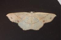 Cyclophora punctaria