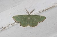 Thalera fimbrialis