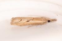 Agriphila geniculea