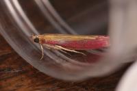 Oncocera semirubella
