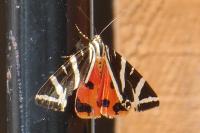 Euplagia quadripunctaria