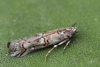 Pempelia palumbella