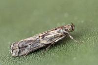 Pempelia genistella
