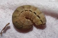 Xestia xanthographa/sexstrigata