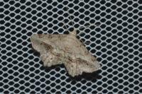 Chiasmia aestimaria