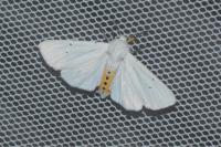 Spilosoma urticae
