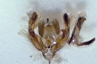 Hoplodrina ambigua