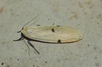Lithosia quadra