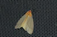 Lithosia quadra