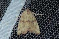 Cosmia trapezina