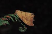 Falcaria lacertinaria