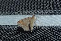 Macaria liturata