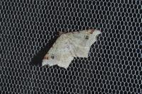 Macaria alternata