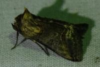 Abrostola triplasia
