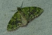 Acasis viretata