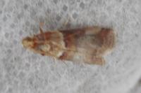 Acrobasis
