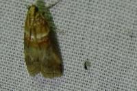 Acrobasis tumidana